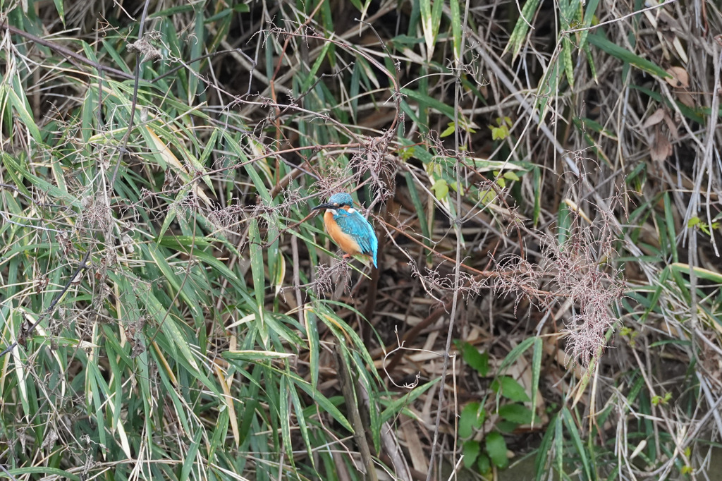 カワセミ