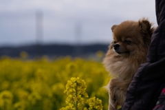 菜の花