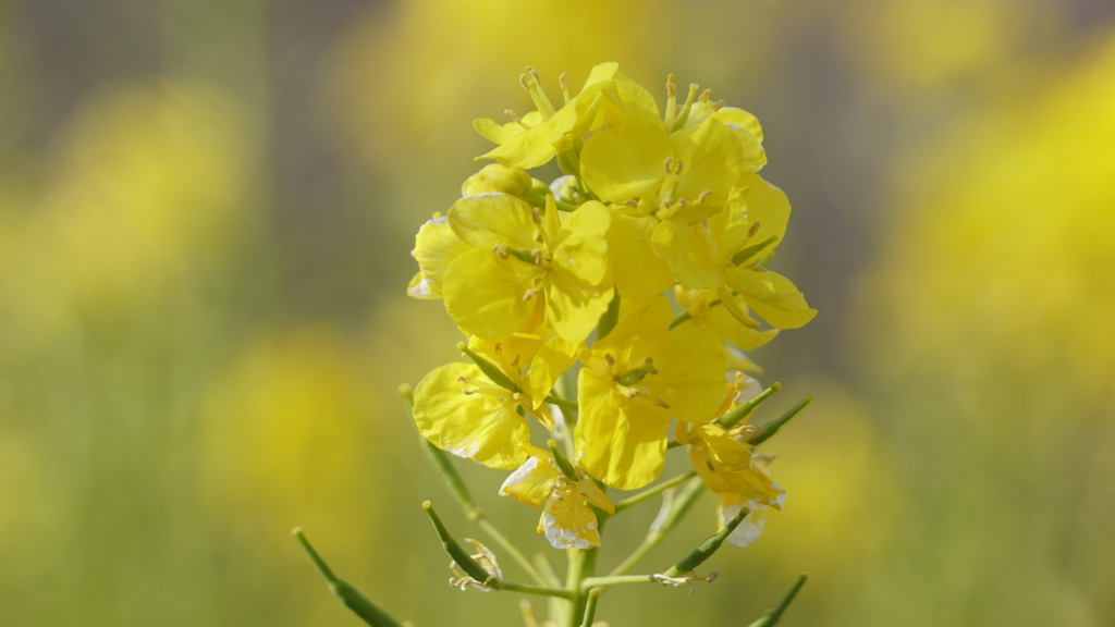 菜の花
