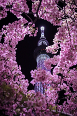 夜桜✕東京スカイツリー