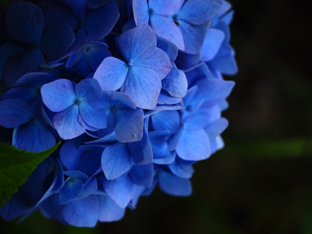 紫陽花