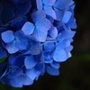 紫陽花