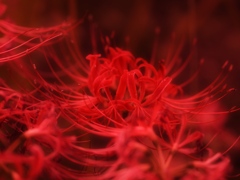 曼珠沙華