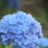 紫陽花