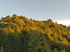 陽の光に照らされた