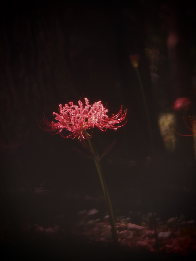 彼岸花