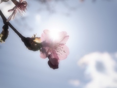 河津桜と陽