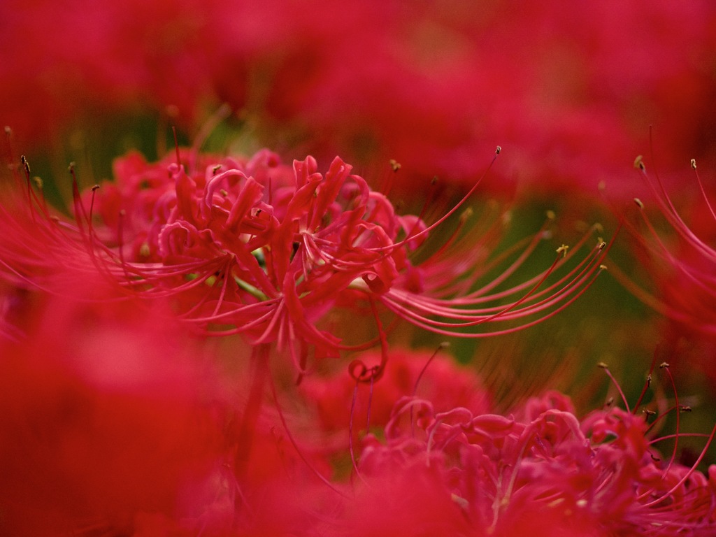 彼岸花