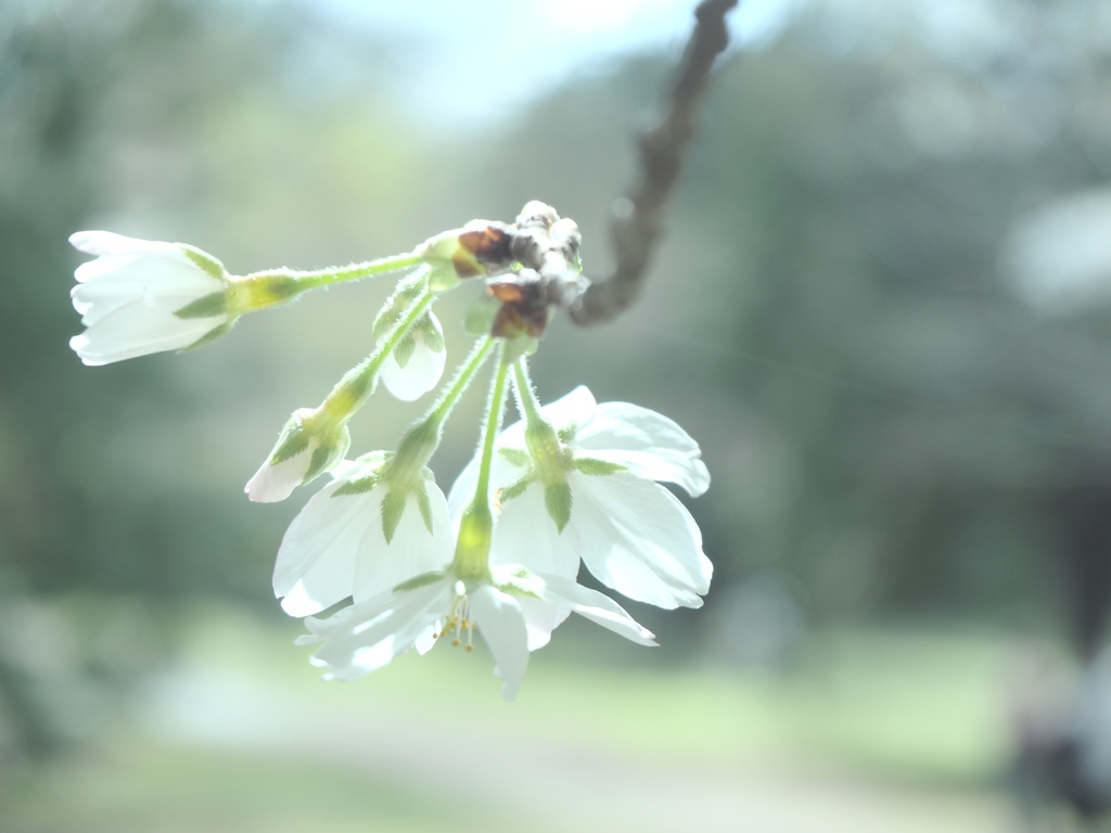 桜、後ろ姿