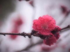 梅の花