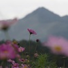 コスモス