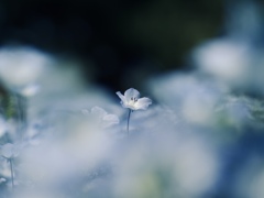 ネモフィラ