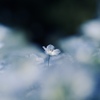 ネモフィラ