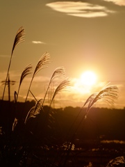 夕陽芒