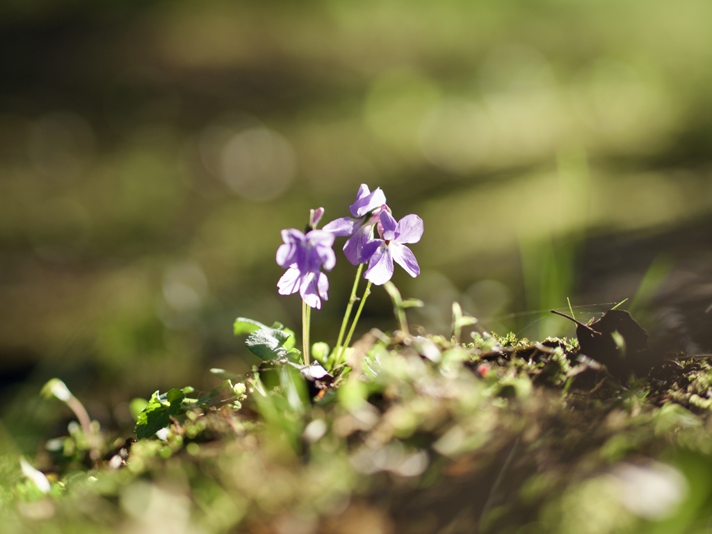 小さな花