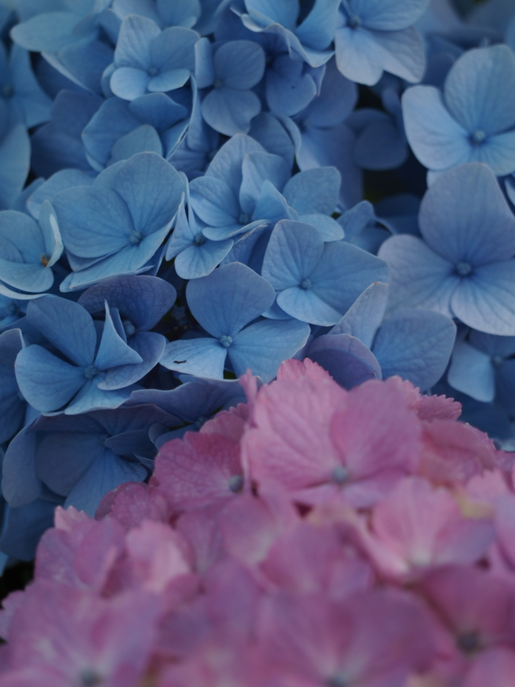 紫陽花