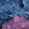 紫陽花
