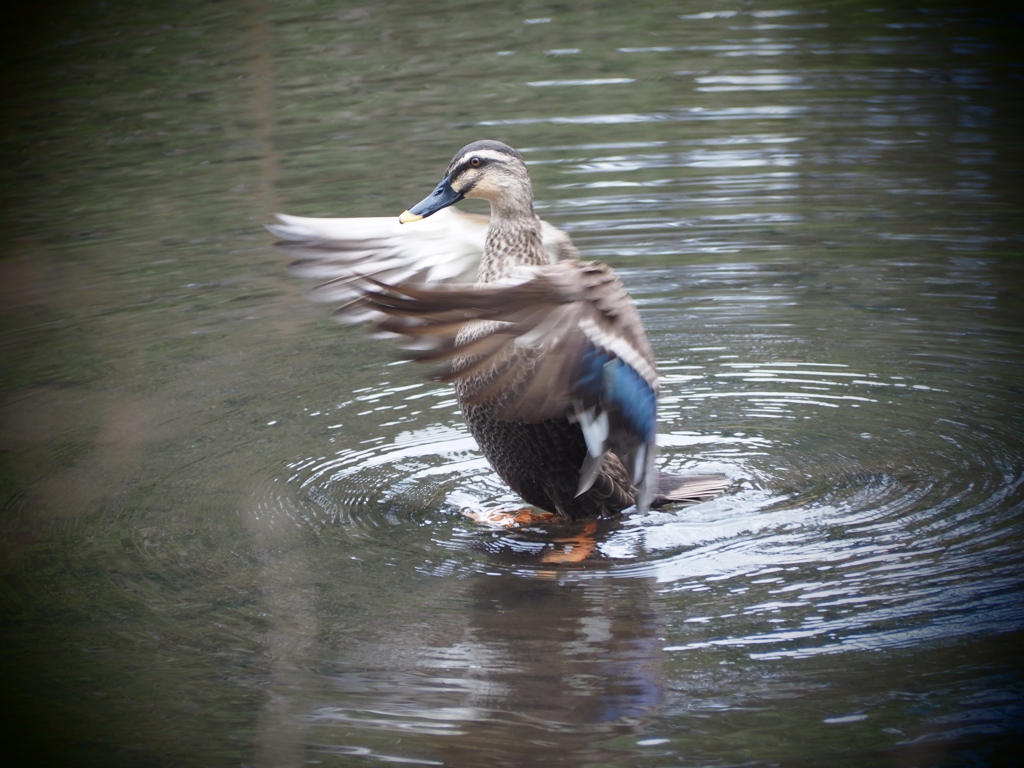 水浴び中の鴨