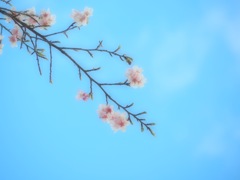 桜ひと枝