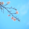 桜ひと枝