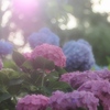 紫陽花
