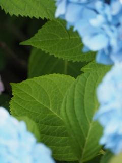 紫陽花の葉