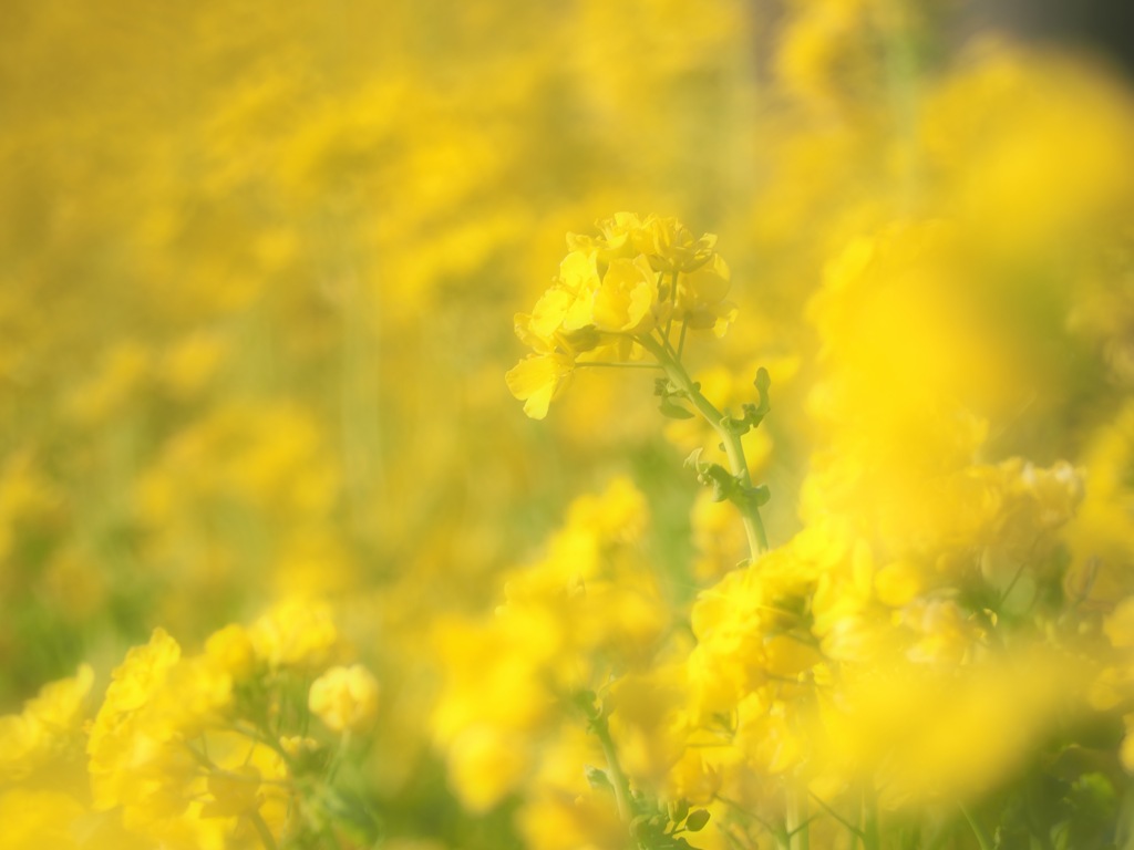 菜の花