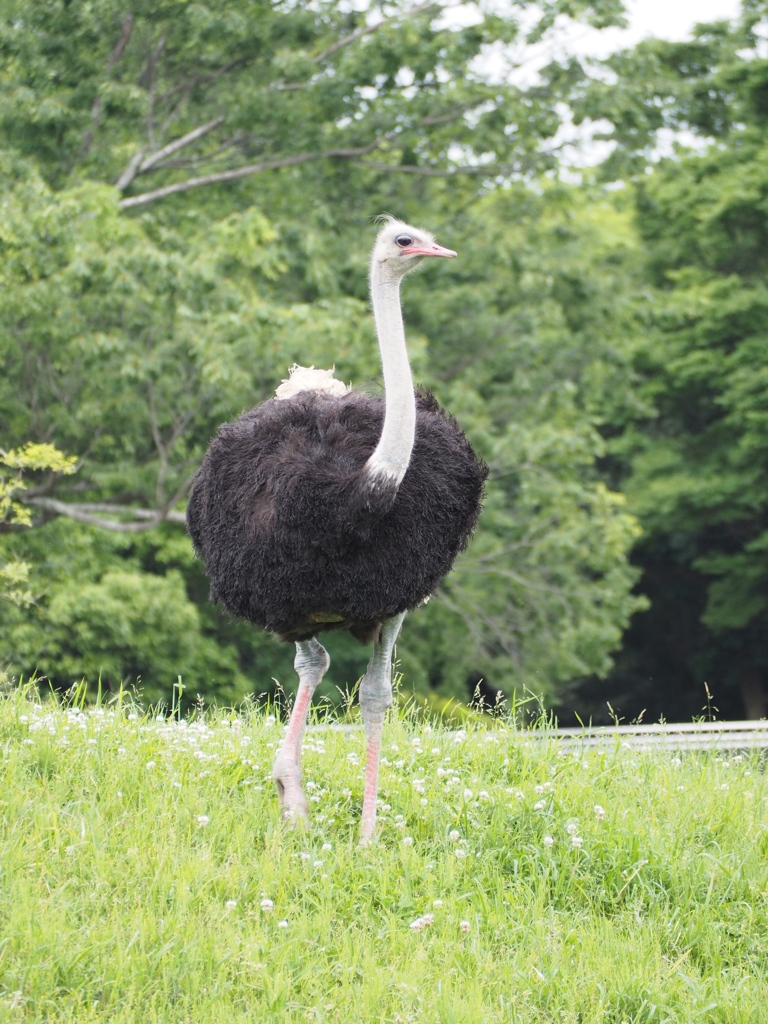 もう何か忘れているダチョウ