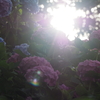 紫陽花