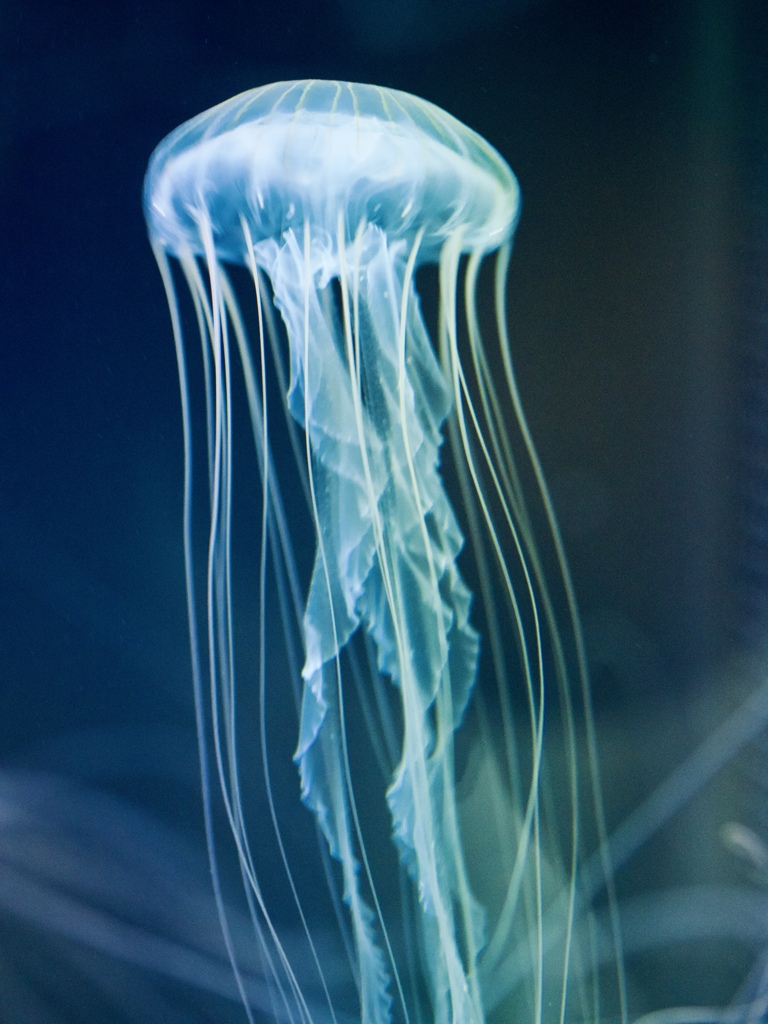 海月