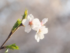 桜