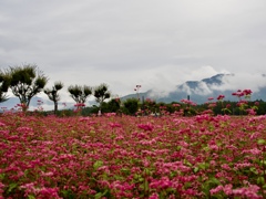 花の都公園