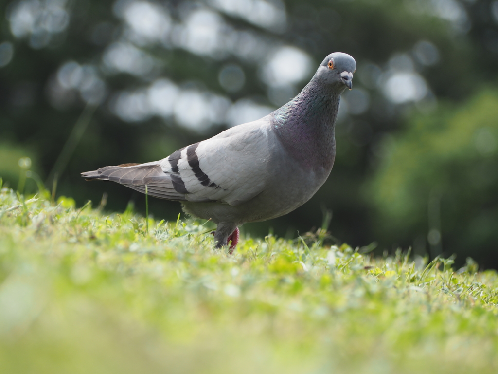 鳩