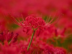 彼岸花