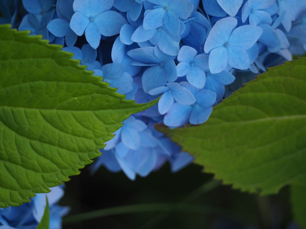 紫陽花