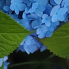紫陽花