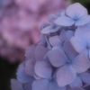 紫陽花