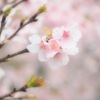 河津桜