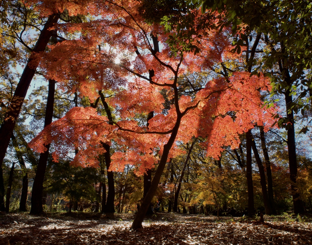 紅葉