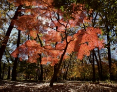 紅葉