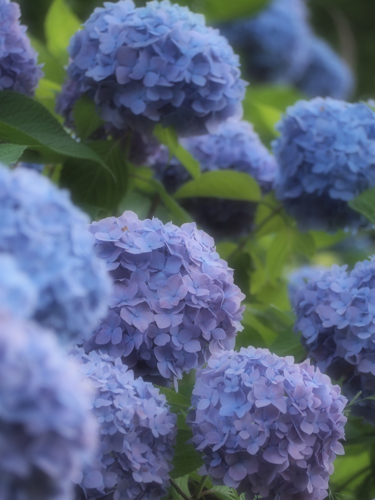 紫陽花