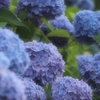 紫陽花