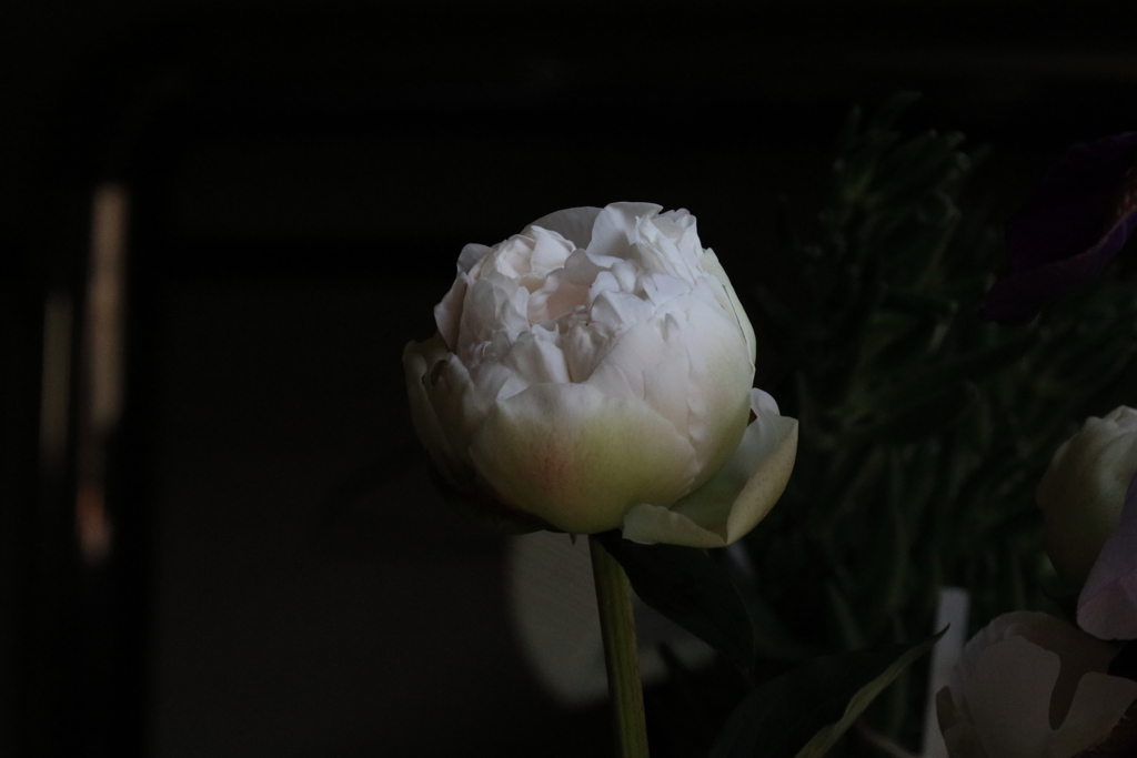 新たな花＃2