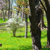 近くの公園で見つけた白いの
