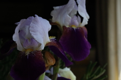 新たな花＃1