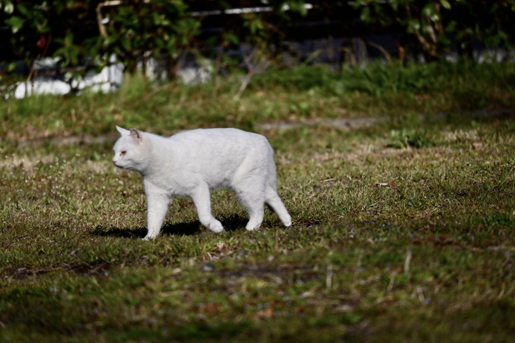 ネコ、歩く