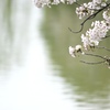 桜と水面