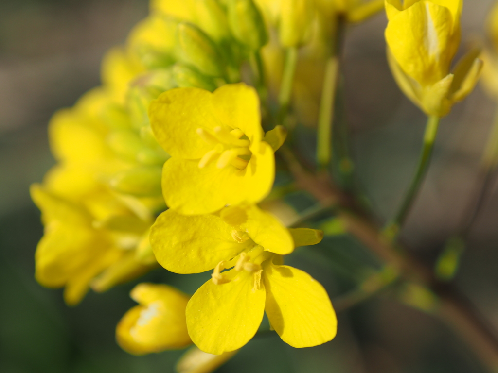 菜の花