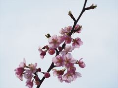 彼岸桜