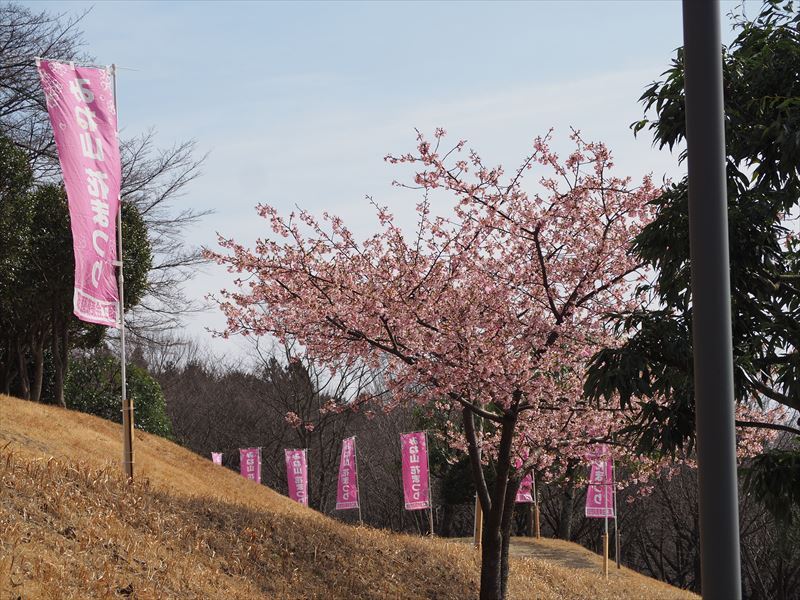 彼岸桜